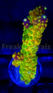 Acropora spp. Frag Ultra