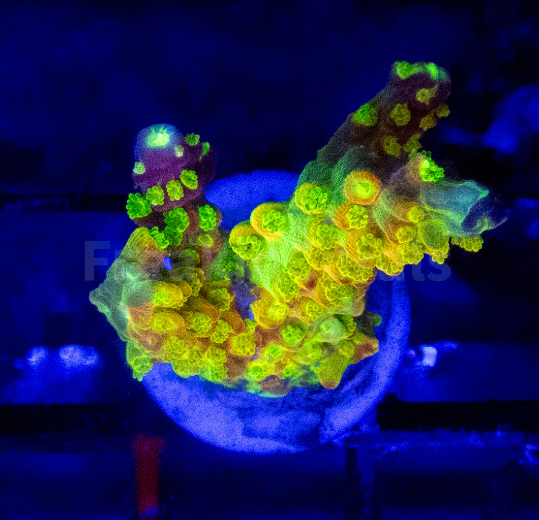 Acropora spp. Frag Ultra
