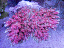 Load image into Gallery viewer, FK Pink Pather Hyacinthius Australia Wild Acropora (Signature Coral - Cut-To-Order)