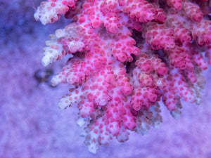 FK Pink Pather Hyacinthius Australia Wild Acropora (Signature Coral - Cut-To-Order)