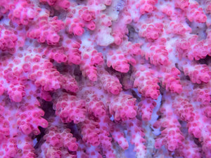 FK Pink Pather Hyacinthius Australia Wild Acropora (Signature Coral - Cut-To-Order)