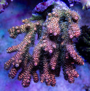 FK Solar Millepora Acropora (Signature Coral - Cut-To-Order)