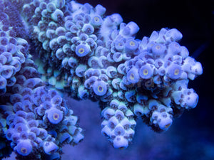 FK Blue Dream Tenuis Australia Wild Acropora (Signature Coral - Cut-To-Order)