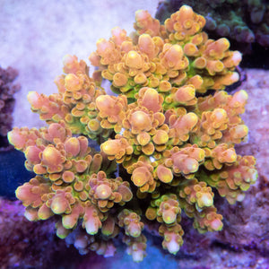 FK GoldenRod Acropora (Signature Coral - Cut-To-Order)