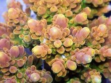 Carregar imagem no visualizador da galeria, FK GoldenRod Acropora (Signature Coral - Cut-To-Order)