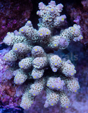 Load image into Gallery viewer, FK CandyLight Tenuis Acropora (Signature Coral - Cut-To-Order)