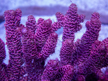 Load image into Gallery viewer, FK All Pink Millepora Acropora (Signature Coral - Cut-To-Order)