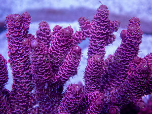 FK All Pink Millepora Acropora (Signature Coral - Cut-To-Order)