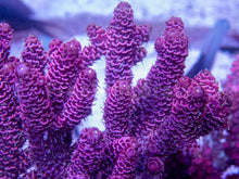 Carregar imagem no visualizador da galeria, FK All Pink Millepora Acropora (Signature Coral - Cut-To-Order)