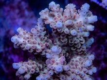 Load image into Gallery viewer, FK Camel Oasis Acropora (Signature Coral - Cut-To-Order)