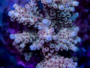 FK Camel Oasis Acropora (Signature Coral - Cut-To-Order)