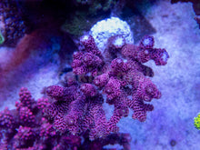 Carregar imagem no visualizador da galeria, FK All Pink Millepora Acropora (Signature Coral - Cut-To-Order)