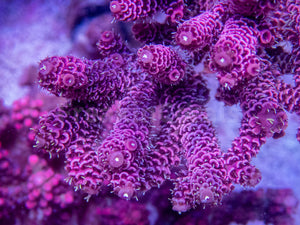 FK All Pink Millepora Acropora (Signature Coral - Cut-To-Order)