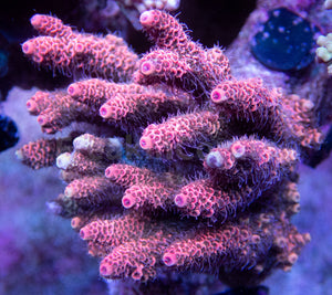 FK Orange Foil Millepora Acropora (Signature Coral - Cut-To-Order)