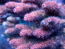 Load image into Gallery viewer, FK Orange Foil Millepora Acropora (Signature Coral - Cut-To-Order)
