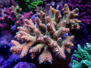 FK Pineapple Millepora Acropora (Signature Coral - Cut-To-Order)
