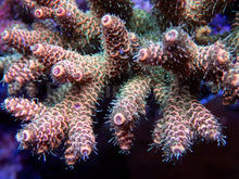 Carregar imagem no visualizador da galeria, FK Pineapple Millepora Acropora (Signature Coral - Cut-To-Order)