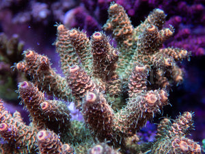 FK Pineapple Millepora Acropora (Signature Coral - Cut-To-Order)