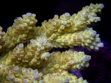 Load image into Gallery viewer, FK Banana Shortcake Australia Wild Acropora (Signature Coral - Cut-To-Order)