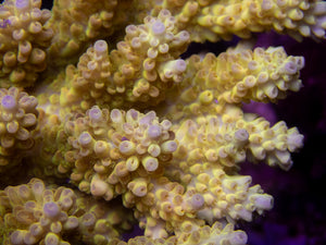 FK Banana Shortcake Australia Wild Acropora (Signature Coral - Cut-To-Order)