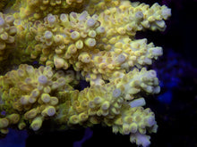 Carregar imagem no visualizador da galeria, FK Banana Shortcake Australia Wild Acropora (Signature Coral - Cut-To-Order)