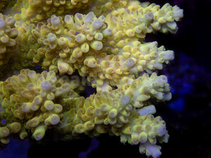 FK Banana Shortcake Australia Wild Acropora (Signature Coral - Cut-To-Order)