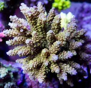 FK Yellow/Green Microclados Acropora (Signature Coral - Cut-To-Order)