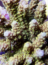 Load image into Gallery viewer, FK Yellow/Green Microclados Acropora (Signature Coral - Cut-To-Order)