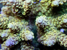 Load image into Gallery viewer, FK Yellow/Green Microclados Acropora (Signature Coral - Cut-To-Order)