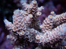 Load image into Gallery viewer, FK Bad Boy Tenuis Acropora (Signature Coral - Cut-To-Order)