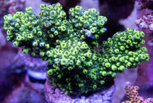 Load image into Gallery viewer, FK Flubber Abrutanoides Acropora (Signature Coral - Cut-To-Order)