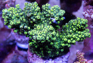 FK Flubber Abrutanoides Acropora (Signature Coral - Cut-To-Order)