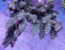 Carregar imagem no visualizador da galeria, FK Naivy Tenuis Acropora (Signature Coral - Cut-To-Order)