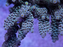 Load image into Gallery viewer, FK Naivy Tenuis Acropora (Signature Coral - Cut-To-Order)