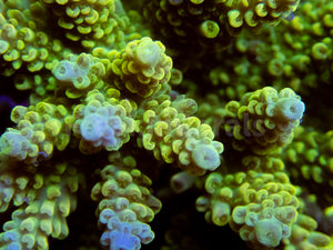 FK Yellow/Green Microclados Acropora (Signature Coral - Cut-To-Order)