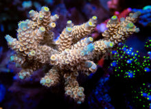 Carregar imagem no visualizador da galeria, FK Bad Boy Tenuis Acropora (Signature Coral - Cut-To-Order)