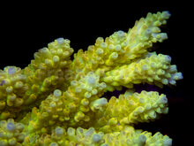 Carregar imagem no visualizador da galeria, FK Banana Shortcake Australia Wild Acropora (Signature Coral - Cut-To-Order)