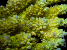Load image into Gallery viewer, FK Banana Shortcake Australia Wild Acropora (Signature Coral - Cut-To-Order)