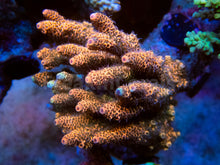Carregar imagem no visualizador da galeria, FK Orange Foil Millepora Acropora (Signature Coral - Cut-To-Order)