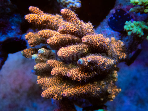 FK Orange Foil Millepora Acropora (Signature Coral - Cut-To-Order)