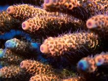 Load image into Gallery viewer, FK Orange Foil Millepora Acropora (Signature Coral - Cut-To-Order)