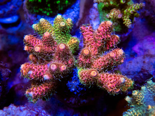 FK Red & Yellow Natural Fusion Millepora Acropora (Signature Coral - Cut-To-Order)