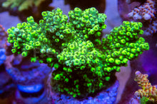 Load image into Gallery viewer, FK Flubber Abrutanoides Acropora (Signature Coral - Cut-To-Order)