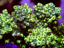 Carregar imagem no visualizador da galeria, FK Flubber Abrutanoides Acropora (Signature Coral - Cut-To-Order)