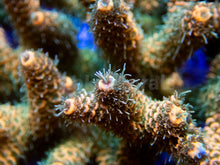 Load image into Gallery viewer, FK Pineapple Millepora Acropora (Signature Coral - Cut-To-Order)