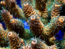 Carregar imagem no visualizador da galeria, FK Pineapple Millepora Acropora (Signature Coral - Cut-To-Order)