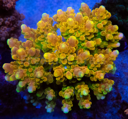 FK GoldenRod Acropora (Signature Coral - Cut-To-Order)