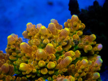Load image into Gallery viewer, FK GoldenRod Acropora (Signature Coral - Cut-To-Order)