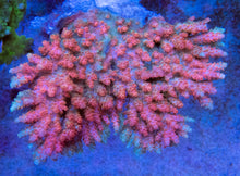 Carregar imagem no visualizador da galeria, FK Pink Pather Hyacinthius Australia Wild Acropora (Signature Coral - Cut-To-Order)