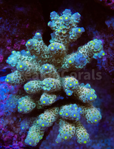 FK CandyLight Tenuis Acropora (Signature Coral - Cut-To-Order)
